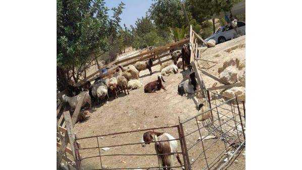 بلدية جرش تعقم أماكن حضائر الأضاحي