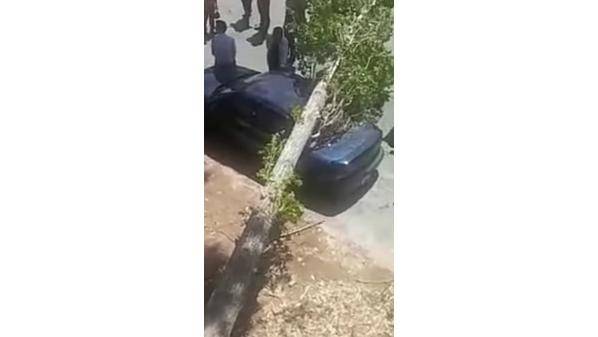 سقوط شجرة معمرة على مركبة وسط المدينة في السلط