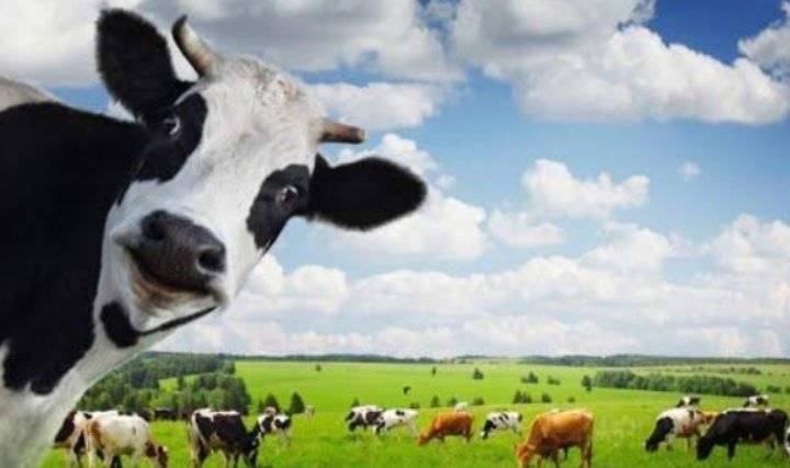 بحث انتاج الكهرباء من مخلفات الأبقار بالأردن