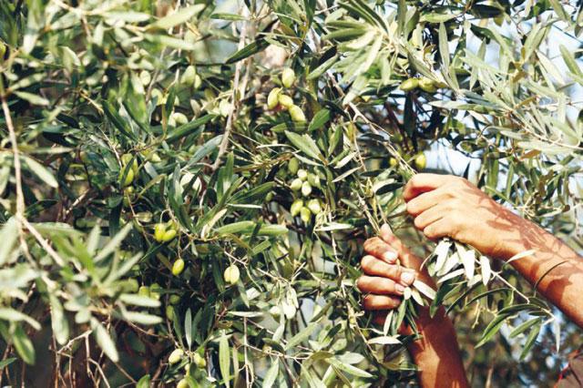 FAO study explores ways to develop oil mills for Jordan’s 20m olive trees