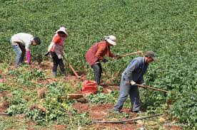 الأغوار الجنوبية: مزارعون يطالبون باستراتيجية واضحة للنهوض بالقطاع