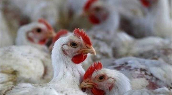 نفوق 1500 طير دجاج في مزرعة بإربد