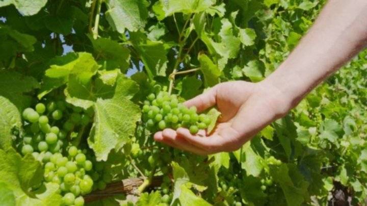 عجلون: تدني أسعار الفاكهة الصيفية يدفع مزارعين لتجفيفها