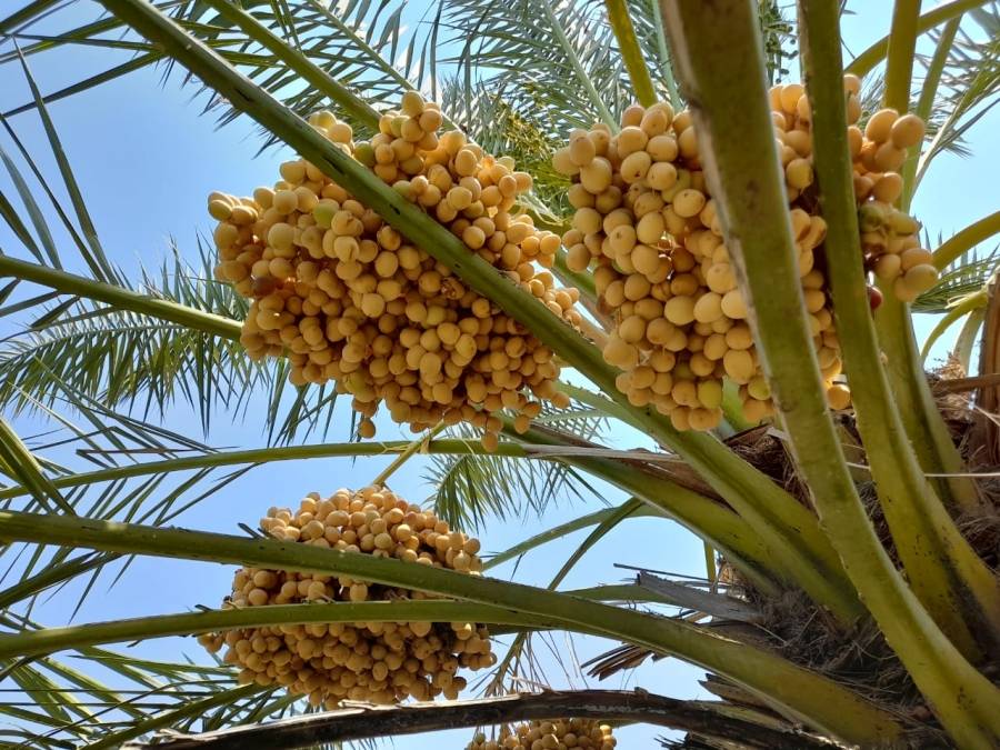 محطة الكرامة للبحوث الزراعية مرجع لأصناف التمور