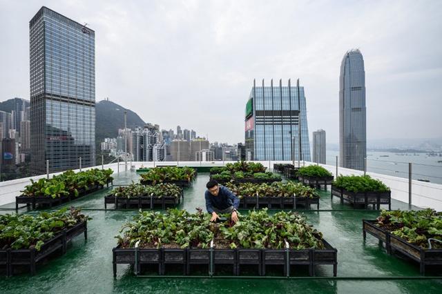 Hong Kong’s urban farms sprout gardens in the sky