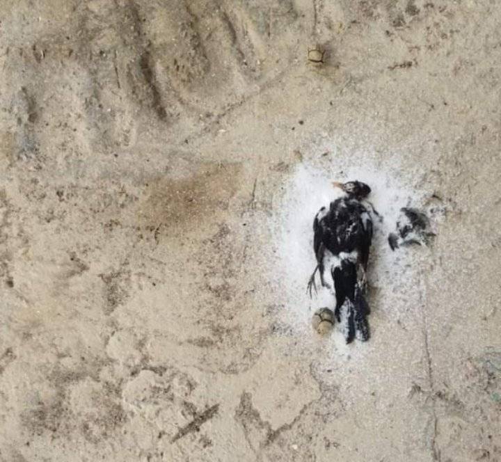 العثور على سحر لعائلة عن طريق قتل مخلوقات الله ووضع السحر بها