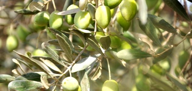 الحنيفات يتوقع أن تصل كميات ثمار الزيتون للموسم الحالي إلى ١٧٠ ألف طن