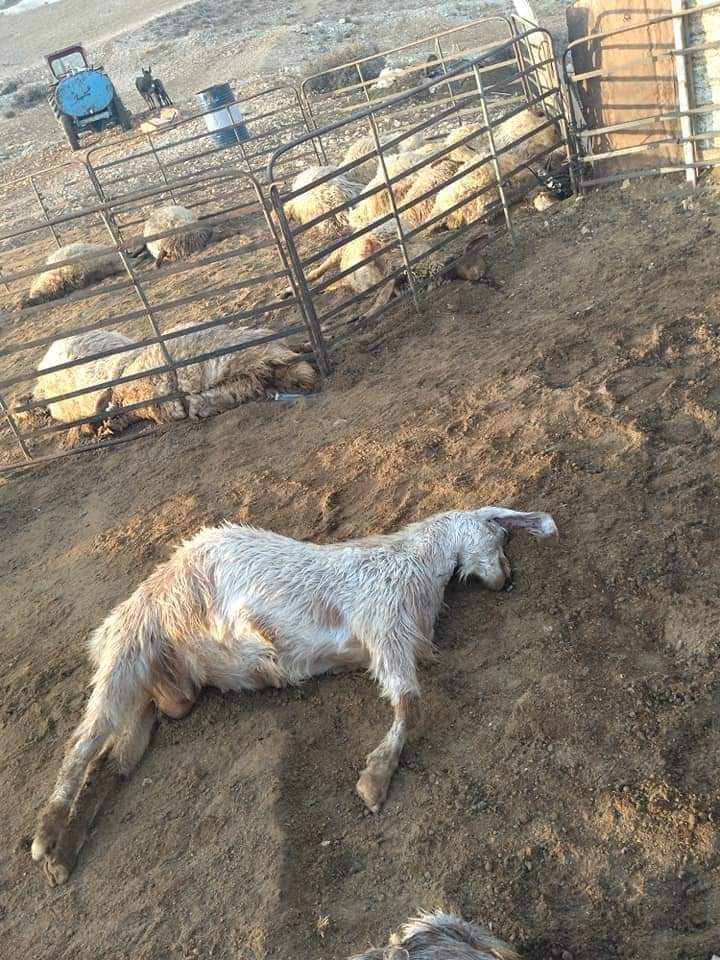 الكشف عن سبب نفوق الاغنام بالكرك