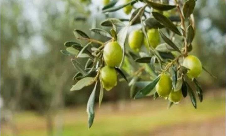 خطة الحكومة الزراعية: زيادة الانتاج 20 ومنح 10 ملايين كقروض