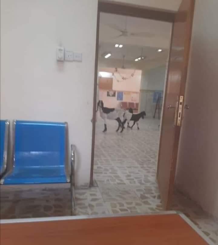 نيروز تكشف حقيقة صورة الأغنام بمستشفى المفرق  صورة