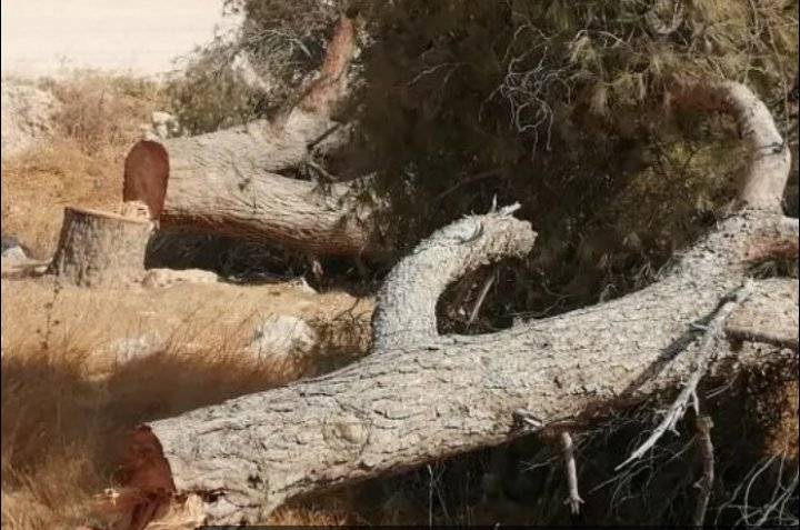 من وراء “إعدام” أشجار صمد؟