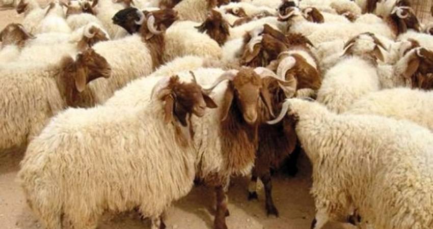 لص يطلق النار على صاحب اغنام في اربد .. والأمن يحقق