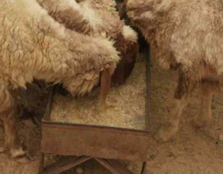 تخفيض مخصصات أعلاف مربي الماشية 20