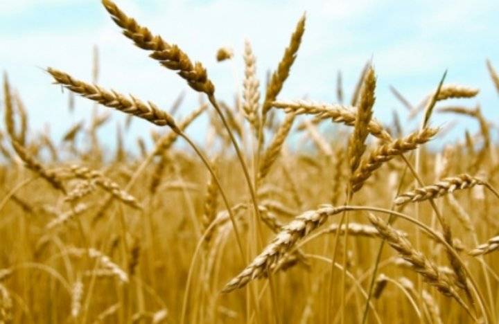 الصناعة والتجارة تطرح عطاء لشراء 120 الف طن قمح