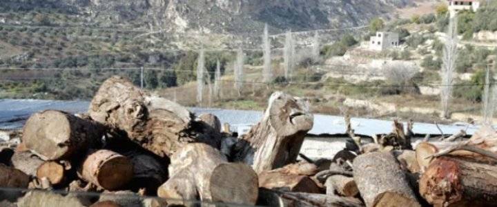 “الزراعة” توجه بتوزيع أحطاب غابات جرش على عائلات عفيفة