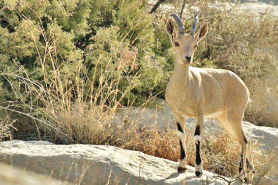 حماية الطبيعة: استخراج النحاس يهدد ضانا وجودياً