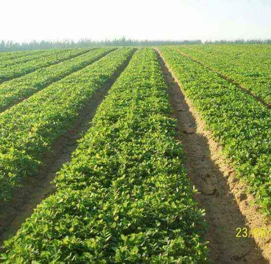 تفاصيل مشروع التدريب على المهن الزراعية