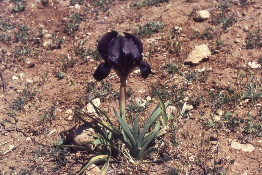 ضانا نباتات فريدة ونادرة من أكثر المحميات عالمياً غزارة في الأنواع النباتية