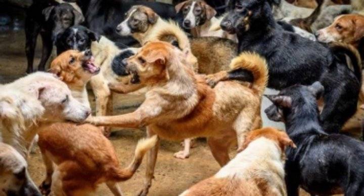 أراض لإيواء الكلاب الضالة في الأردن