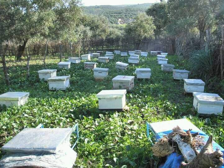 إربد: قتل 70 خلية نحل برشها بمبيد حشري في لواء بني كنانة