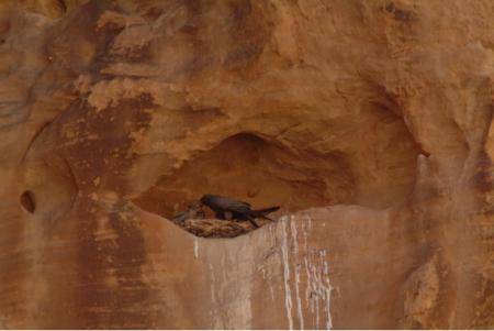 حماية الطبيعة: برنامج لسياحة مراقبة الطيور في ضانا