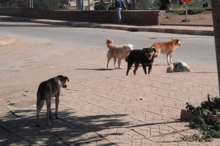 كلب ضال يؤذي عين طفل بالطفيلة