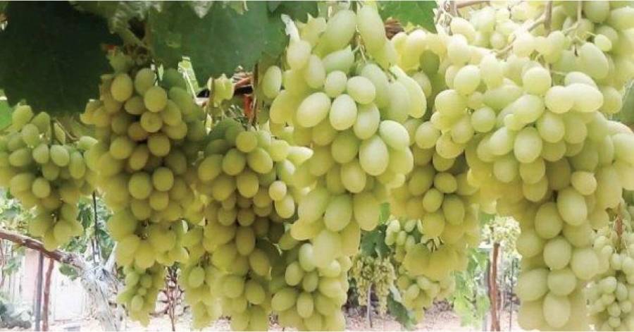 انتهاء مرحلتين من مشروع استخدام النانو للعنب