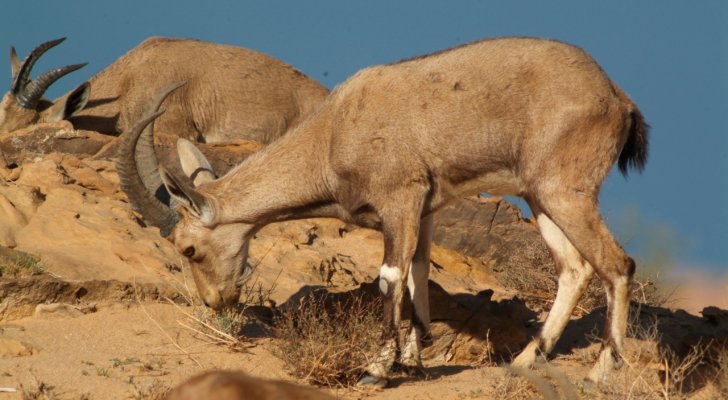 أصبح اليوم مهدداً بشكل أكبر بسبب التعدين.. الماعز الجبلي حارس ضانا الأمين والصامد على حواف جبالها  صور