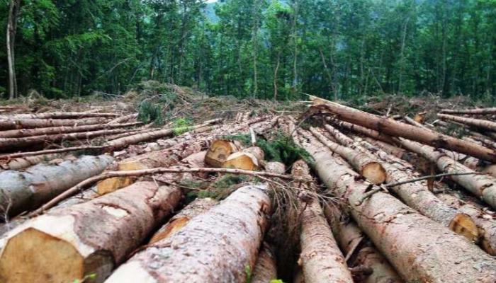 مصادر لنيروز : مدير زراعة عجلون يكثف جهوده لحماية الغابات من مخالفي القانون