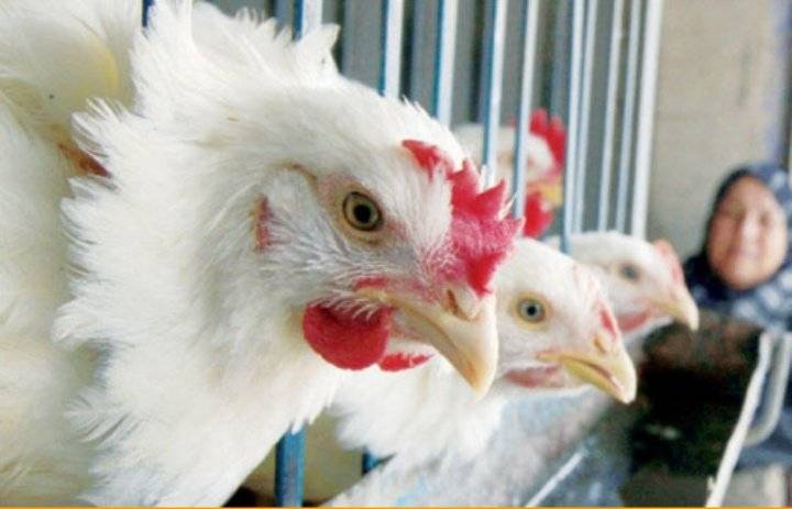 الحكومة : انخفاض واضح على أسعار الدجاج