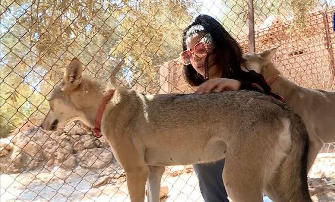 الأردنية الطفلة نورسين الفريحات أصغر مروضة للذئاب والضباع  المفترسة في العالم .