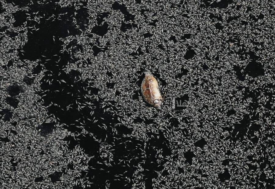 البيئة: أسماك سد الوالة ضمن أخطر 10 أنواع بالعالم