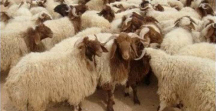 أكثر من 4 ملايين رأس من الأغنام في الأردن