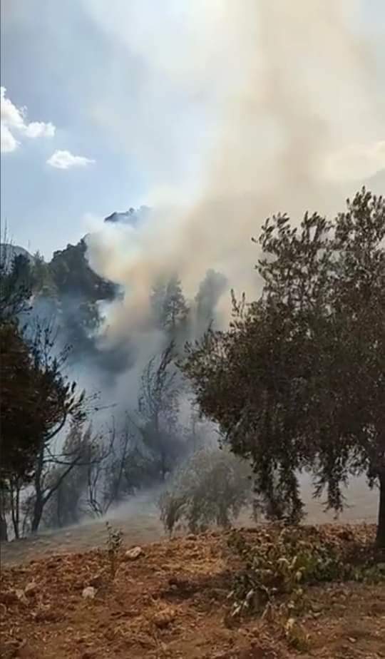 مصدر لنيروز :مدير زراعة عجلون  يشرف على اطفاء حريق  غاضبًا  من مخالفي القانون