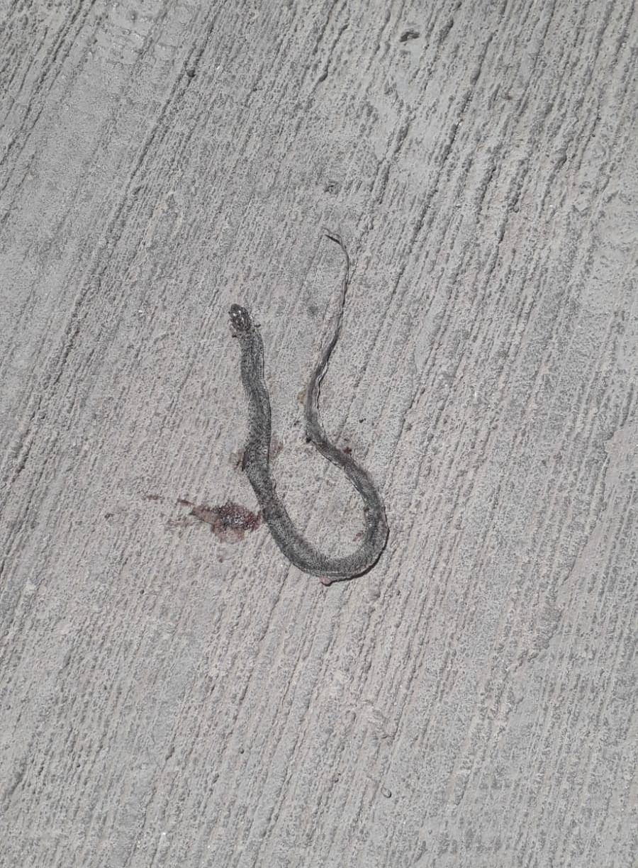 مواطنون في الجبيهة يشكون من إنتشار الافاعي.... صور وفيديو 