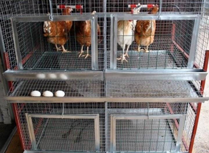 المواصفات تصدر المواصفة القياسية لأقفاص الدواجن