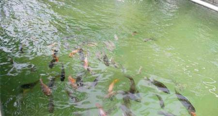 200 دينار للمشارك في دورة تدريبية حول استزراع الأسماك في الوالة