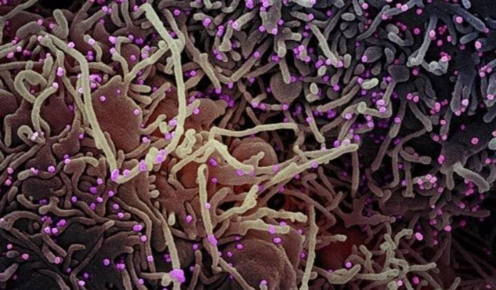 طبيب: الأردن لم يدخل في الموجة الرابعة لكورونا