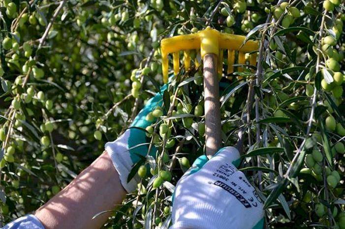 وزارة الزراعة : اطلاق موسم قطاف الزيتون الخميس القادم