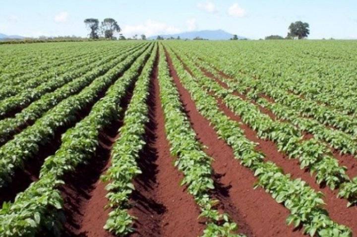 الحنيفات: القطاع الزراعي تجاوز تبعات أزمة كورونا