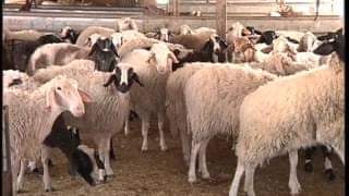 فقدان (27) رأس من الأغنام بظروف غامضة في الكرك