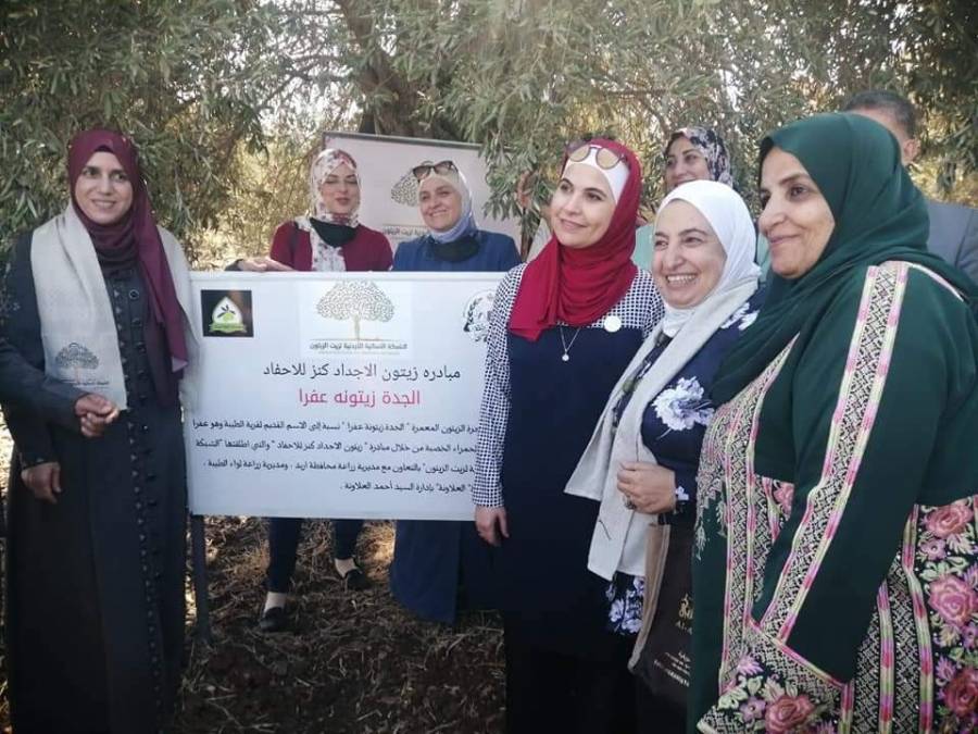 اطلاق اسم  عفرا  على احدى شجرات الزيتون المعمرة في لواء الطيبة