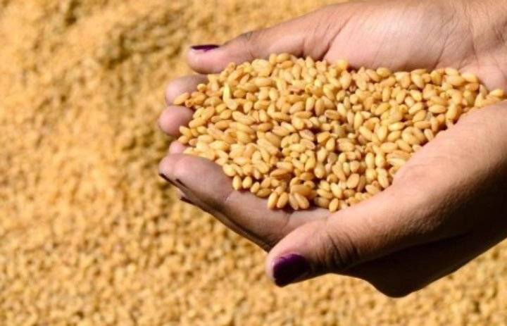 مناقصة جديدة لشراء 120 ألف طن قمح