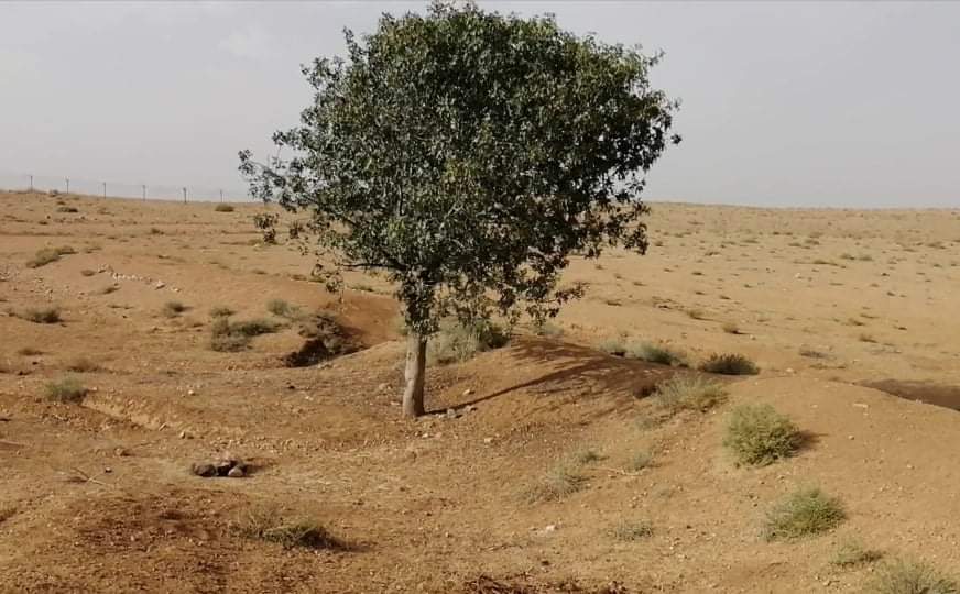 صرّة .. محمية رعوية عمرها 75 عاما تحولت الى مكان للرعي الجائر  في المفرق ...صور وفيديو