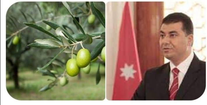 وزير الزراعة يفتتح موسم قطاف الزيتون في محافظة اربد الخميس المقبل