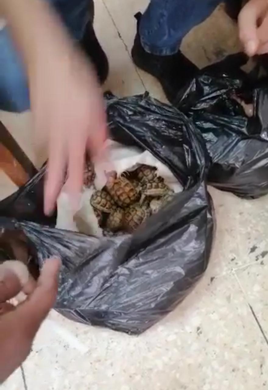 الجمارك تحبط محاولة تهريب (سلاحف) في مركز جمرك جابر...فيديو