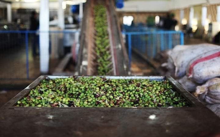 معاصر الزيتون تبدأ موسم استقبال الثمار وعصرها