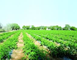 الزراعة تلغي تسجيل المبيدات التي تحتوي مادة (chlorfenapyr) لغايات التصدير