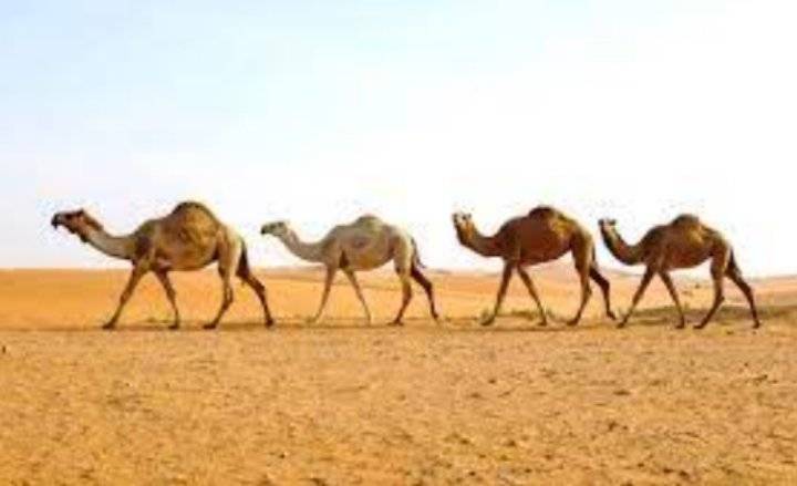 الزراعة تدعو مربي الإبل والخيل لتسجيل بيانات حيازاتهم