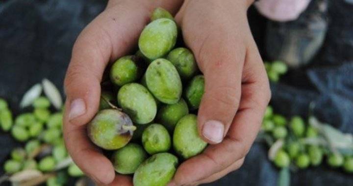 القطامين: انخفاض إنتاجية الزيتون بسبب موجات الحر في الطفيلة